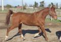 AV DSA 3 ans origines Djelfor (37) E-trot